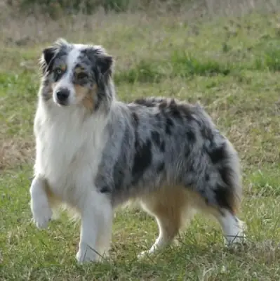 Australian Shepherd for sale | Very intelligent, people-oriented | Requires time and commitment
