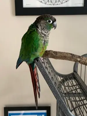 Lost Green-cheeked Conure | Very sociable | Help needed