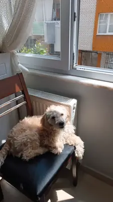 8个月大的马尔济斯犬幼犬