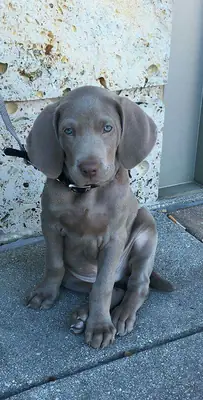 Weimaraner for Sale | Extremely Attached, Emotional | Needs a Real Bond