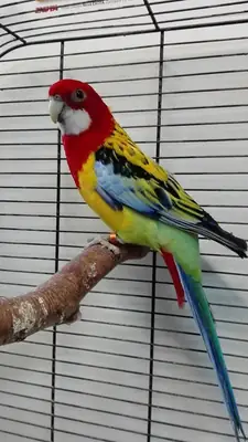 Rosella Parrot for Sale | Independent but Curious | Not for Beginners