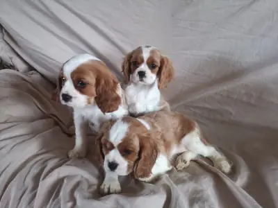 Two Cavalier King Charles puppies available WhatsApp +447393160284