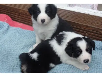 Beautiful Border Collie puppies WhatsApp +447393160284