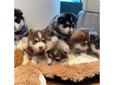 Cutest Pomsky puppy puppies WhatsApp +447393160284