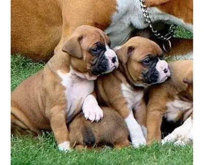 Available Boxer puppies now ready WhatsApp +447393160284
