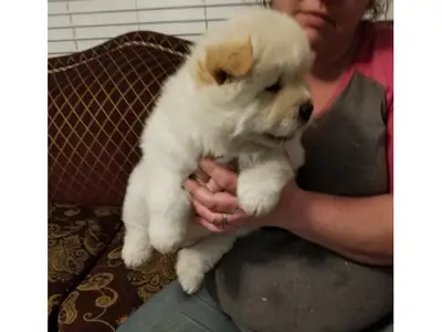 Chow chow puppies WhatsApp +447393160284