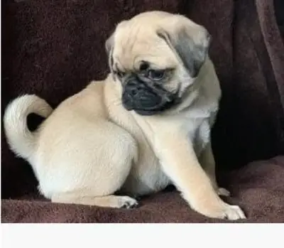 Pretty 12 week Pug Puppies WhatsApp +447393160284