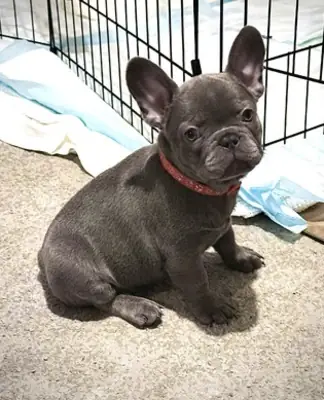 Super adorable French bulldog Puppies ready WhatsApp +447393160284