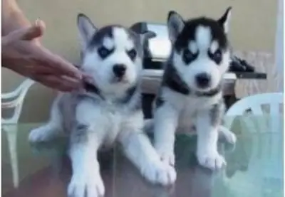 Siberian husky puppies WhatsApp +447393160284