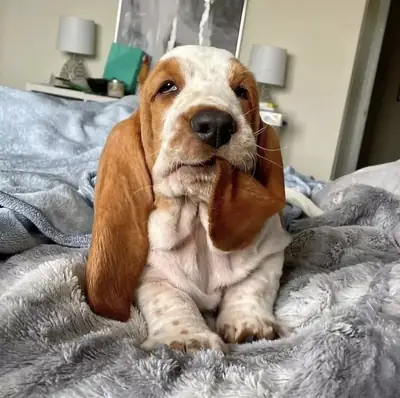 Satılık Basset Hound | Ağırkanlı, sabırlı | Sessiz evler için ideal