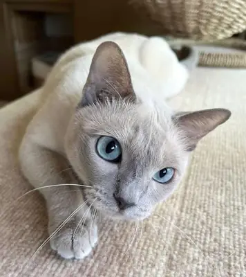 Tonkinese en adopción | Muy comunicativo | Busca compañía constante