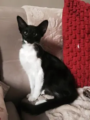 Chat Oriental à poil court à vendre | Très expressif, extrêmement affectueux | Chat non indépendant