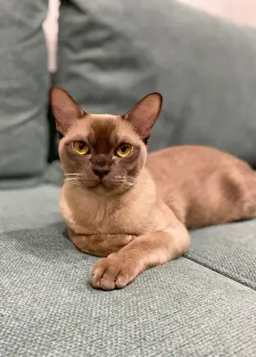 Burmese Européen à vendre | Très affectueux, présent | Chat qui aime la compagnie