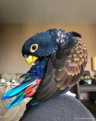 Pionus parrot for sale | Calm, observant | Suitable for a quiet home