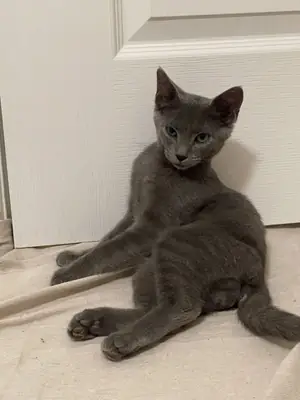 Collatz cats available for free adoption | Very quiet | Suitable for stable families only