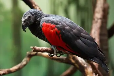 Black Palm Parrot for Sale | Quiet | Suitable for Experienced Keepers