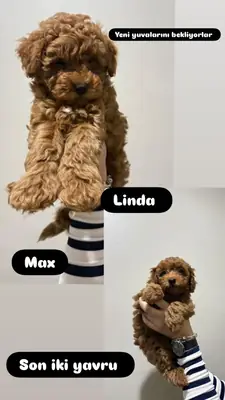 Toypoodle tiene todos los artículos.