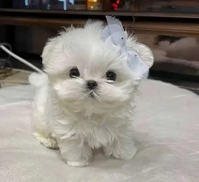 баллы мальтипу