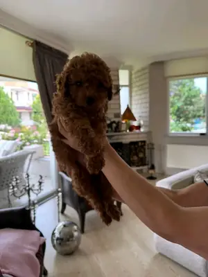 Safkan poodle 