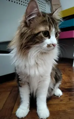 Sevimli calico yavrusu