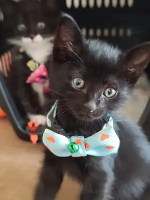 Bombay erkek oyuncumu oyuncu minikler