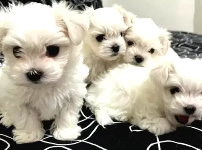 我们的0号马尔济斯幼犬