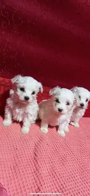 我的马尔济斯幼犬圆得像陀螺一样。