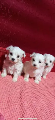 我们的 XS 马尔济斯宝宝
