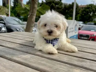 马尔济斯梗犬 XS 优质家养犬