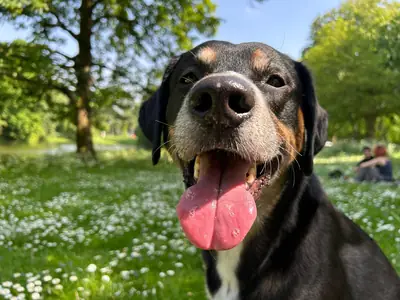 Sweet and Loyal Labrador mix 