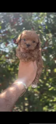 Orjinal mini boy Maltipoo 