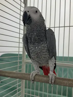 Un loro gris africano de entre 4 y 5 años está hablando.
