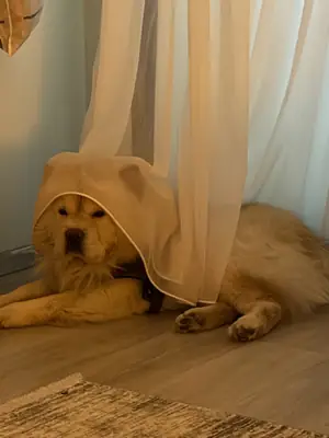 Chow chow 5 yaşında 