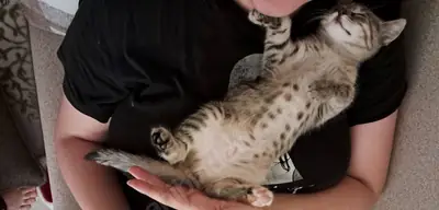 GATITO JUGUETONO Y LINDO - TOTALMENTE VACUNADO