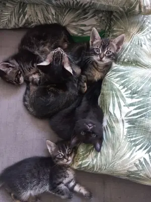 5 yavru 2 aylık kedi