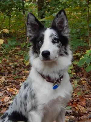 Border Collie à vendre | Intelligent et fidèle | Idéal pour les familles dynamiques