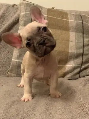 Beautiful French Bulldog  puppies available