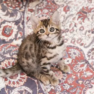 Bengal Kittens available  
