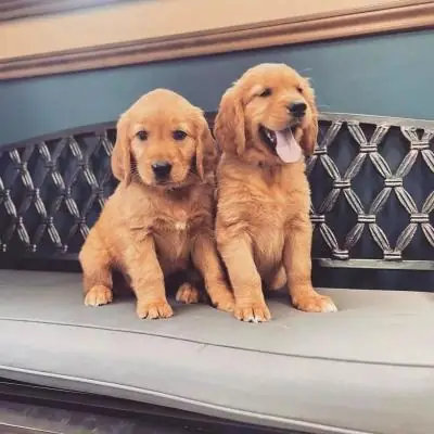 Beautiful Golden Retriever puppies