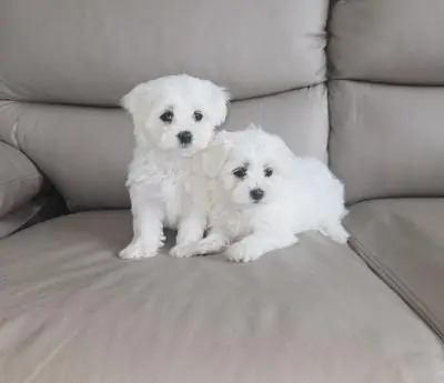 MALE AND FEMALE MALTESE PUPPIES