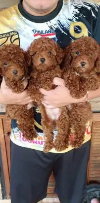 Poodle puppies