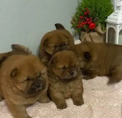 Beautiful Chow chow puppies for Adoption