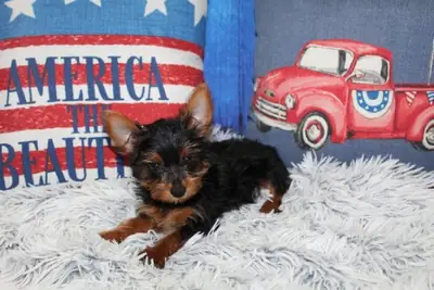 Teacup Yorkie Puppies Available