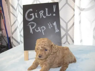 Teacup Poodle Pups