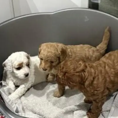 Cavapoo puppies for sale