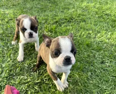 Boston Terrier Puppies