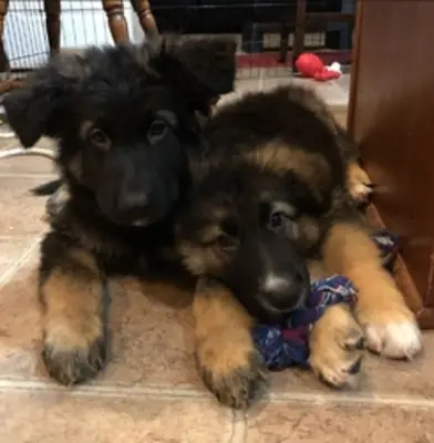 socialized German Shepherd puppies
