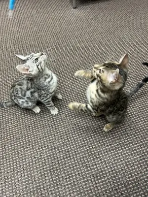 Bengal cats and kittens