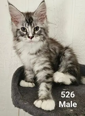 Full Bred Maine coons kittens