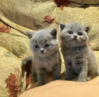 Quality Blue British Shortair Kittens